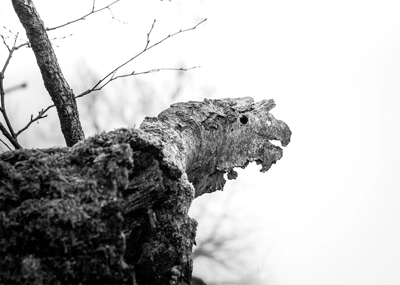 Fabian Ketz-Photography Happy Parrot